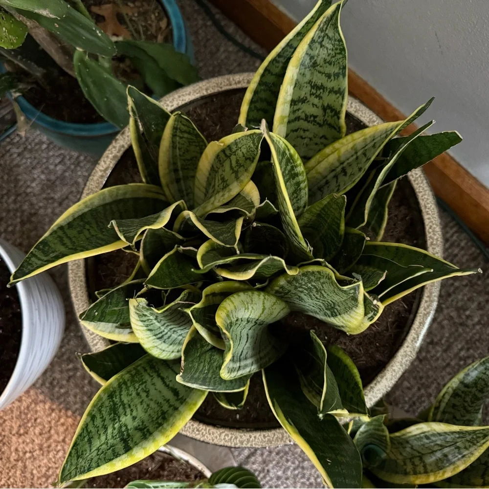 Vibrant Green Snake Plant - Picture 2 of 4